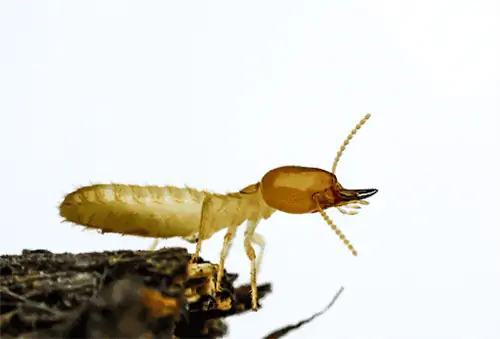 Худшие термиты: Статистика & Факты