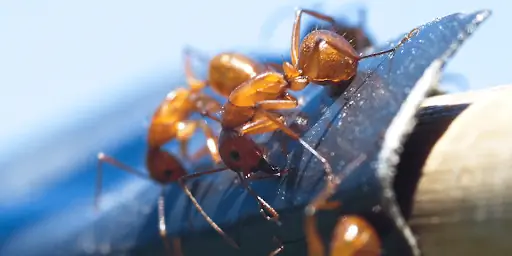 Полное руководство по огненным муравьям