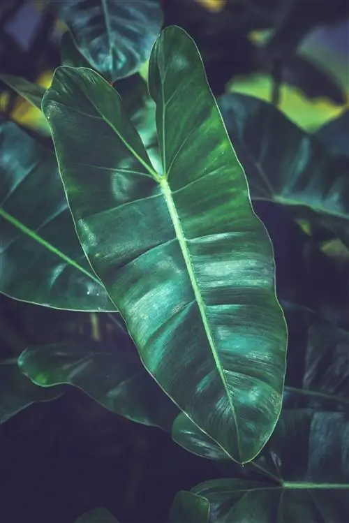 Домашнее растение филодендрона с сердцевидным листом