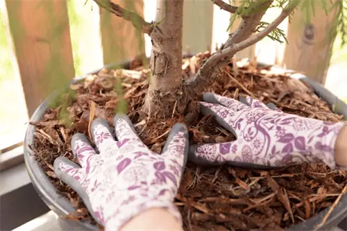 подготовка многолетников