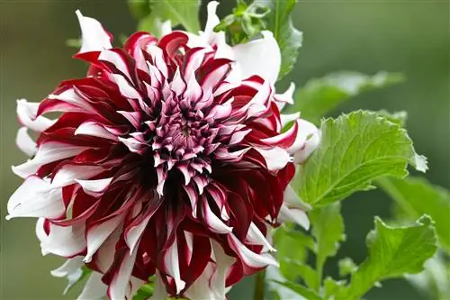 8 популярных летних цветов