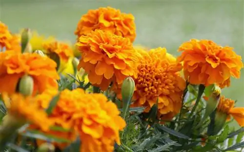 Как посадить и ухаживать за бархатцами - Tagetes erecta