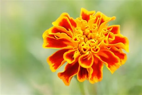 Как посадить бархатцы и ухаживать за ними дома или в саду