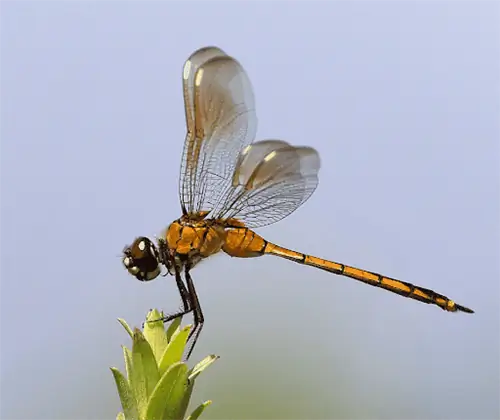 Почему у меня во дворе так много стрекоз?