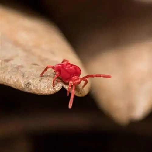 маленький клеверный клещ на листе