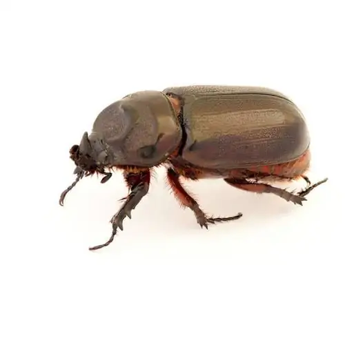 азиатский садовый жук