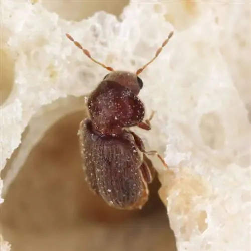 бисквитный жук ест хлеб