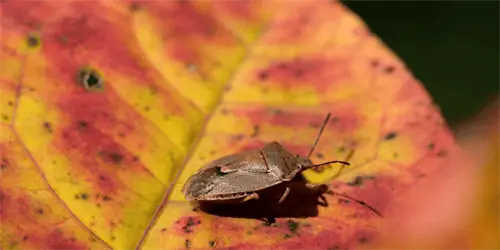 Контрольный список по предотвращению осенних вредителей