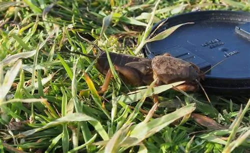 Идентификация и удаление медведки