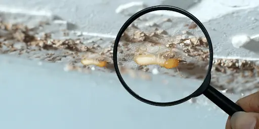 Сколько времени нужно термитам, чтобы разрушить дом?