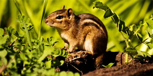 бурундук во дворе