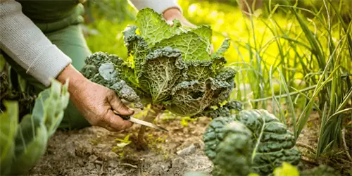 Руководство по экологичному садоводству
