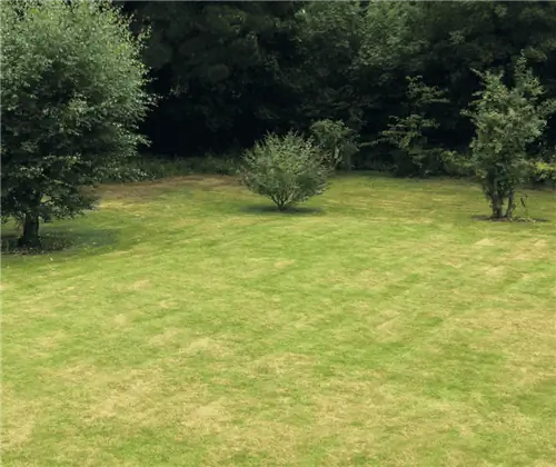 Как исправить пятнистый газон