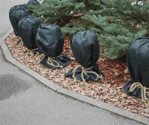 растения подготовленные к зиме