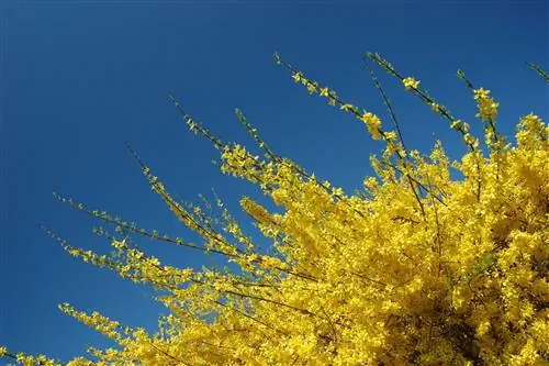 Как посадить форзицию и ухаживать за ней