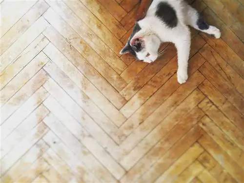 Черно-белая кошка на деревянном полу, вид сверху