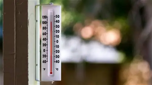 Советы по газону и саду, чтобы победить летнюю жару