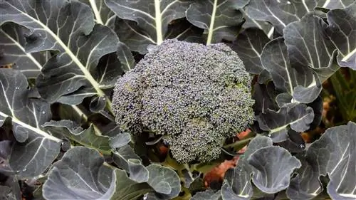 Как вырастить брокколи в своем огороде