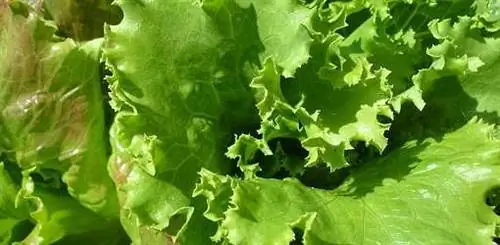 Как вырастить салат и салатную зелень