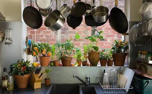 Домашние растения, выставленные под висящими кастрюлями и сковородками, очищают воздух на кухне