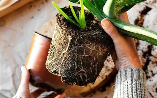 Выкорчеванное алоэ вера