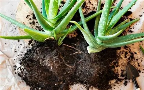 Больше Алоэ Вера