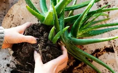 Отделение алоэ вера