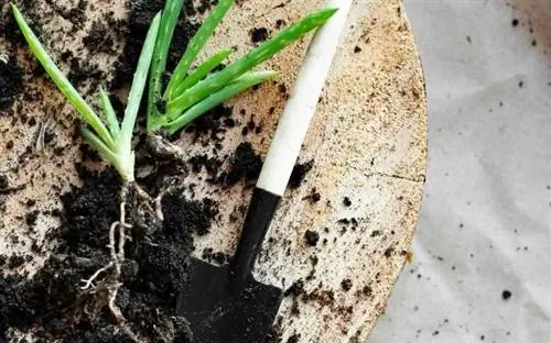 Отдельно Алоэ Вера