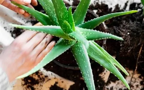 Новое Алоэ Вера