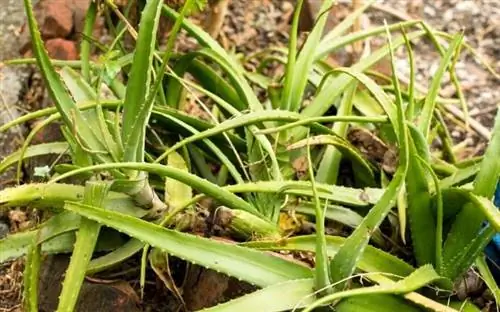 Как разделить алоэ вера и другие суккуленты