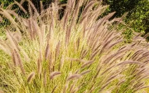 Куст высокой травы