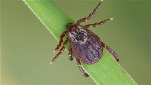 Как предотвратить укусы клещей и бороться с ними во дворе