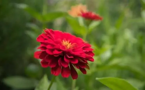 Красный многолетний цветок