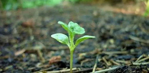 Расти, детка, расти