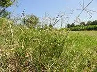 Нескошенная проволочная трава