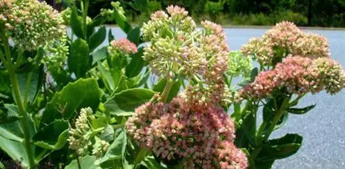 Цветущее очиток.