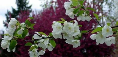 Фруктовое дерево с белыми цветами.