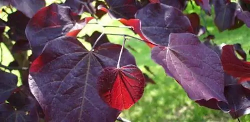 Красные листья на лесных анютиных глазках.