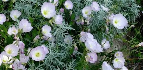 Цветки примулы пересажены пыльным мельником.