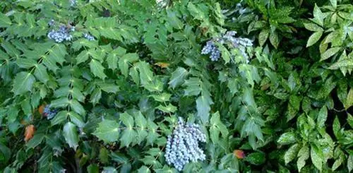 Растения магонии и аукубы.