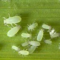 Тля на листе