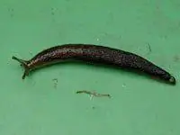 Слизень на листе