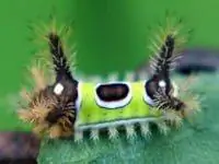 Гусеница на листе