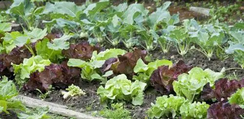 Как бороться с тремя распространенными вредителями огорода