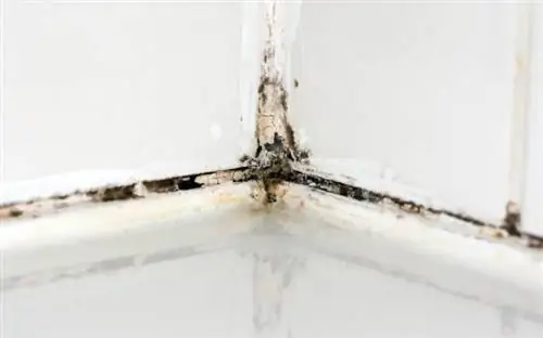 Плесень на плиточном герметике