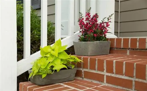 Бетонные горшки на фасадных кирпичных ступенях