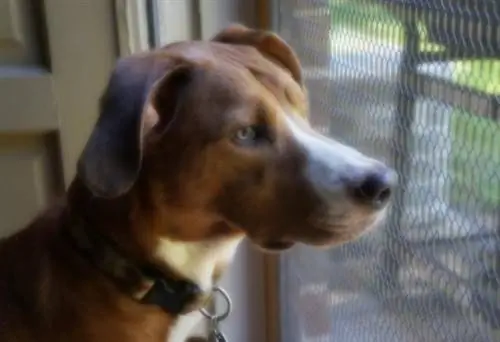 Собака перед сетчатой дверью