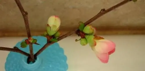 Как заставить весенние ветки цвести в помещении