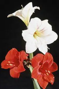 Красный и белый амариллис в цвету