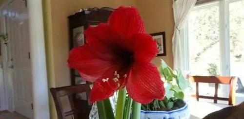 Как вырастить луковицы амариллиса в помещении